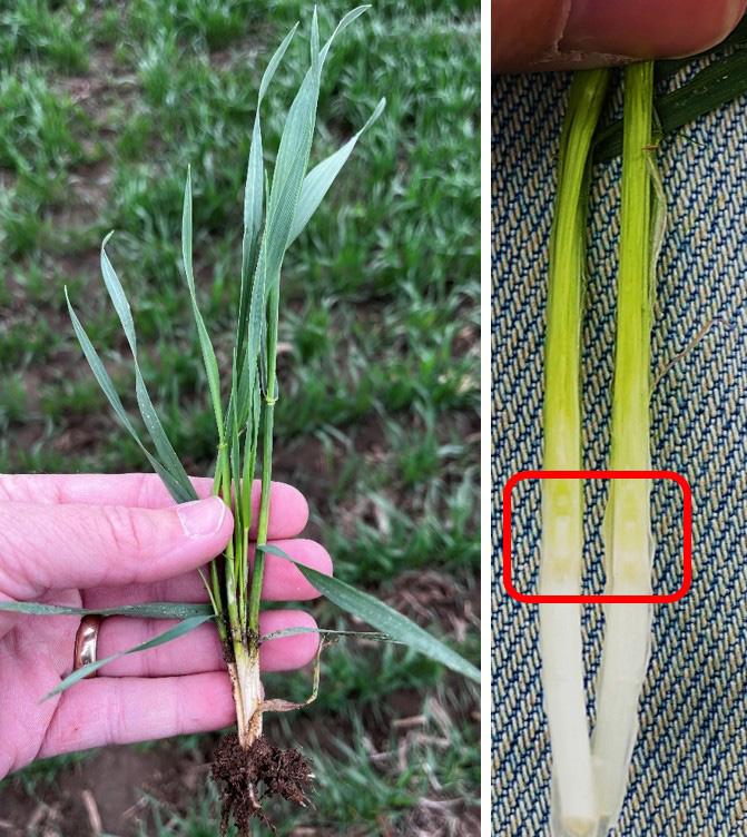 A dissected wheat plant. In the red box you can see the first node and if you look carefully with a hand lens, you can see the tiny developing head